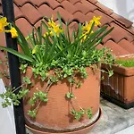 Appartement Rooftop Terrace Domus Dei Fabbri