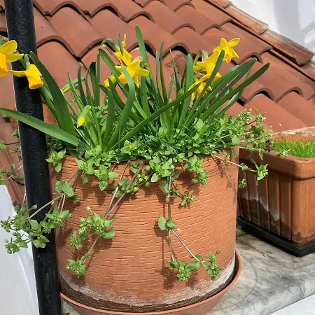 Apartamento Rooftop Terrace Domus Dei Fabbri